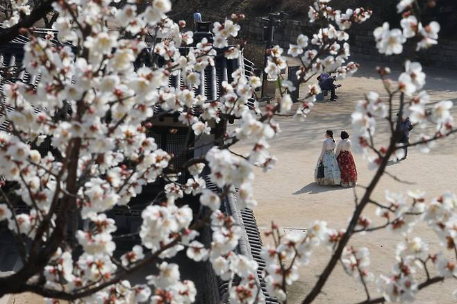 21일 오후 서울 종로구 창덕궁을 찾은 시민들이 매화, 산수유 등 봄꽃이 만개한 낙선재 일대를 관람하고 있다. 연합뉴스