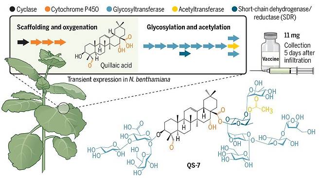 담뱃잎에 키라야 나무의 사포닌 합성 효소 유전자 14개를 주입했다. 그러자 담배 410그루에서 5일간 코로나 백신에 쓰는 면역증강제인 키라야 사포닌(QS)7을 11㎎ 얻을 수 있었다./Science