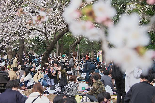 21일(현지시각) 벚꽃이 만개한 일본 도쿄 우에노 공원이 나들이객으로 가득하다. 도쿄/UPI 연합뉴스