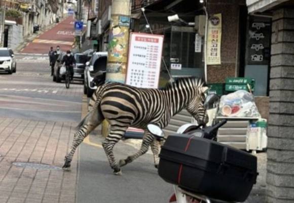세로가 도심을 활보하고 있다. [사진=온라인 커뮤니티 캡처]