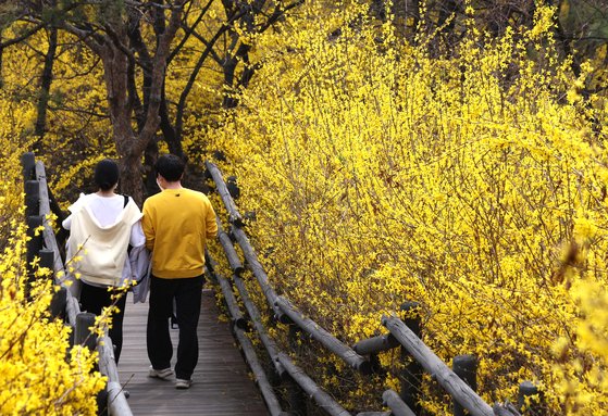 23일 오후 개나리 축제가 열리는 서울 성동구 응봉산에서 산책 나온 시민들이 꽃놀이를 즐기고 있다. 뉴스1