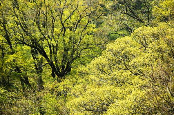 2004년 장소미상. Canon Eos-1Ds, Lens 80-200/ F2.8, F5, 1/640, ISO-100, 초점거리 200㎜