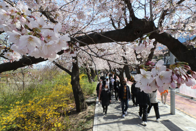 지난해 4월7일 서울 여의도 여의서로(윤중로) 벚꽃길에서 시민들이 활짝 핀 벚꽃을 즐기고 있다. 김태형 기자