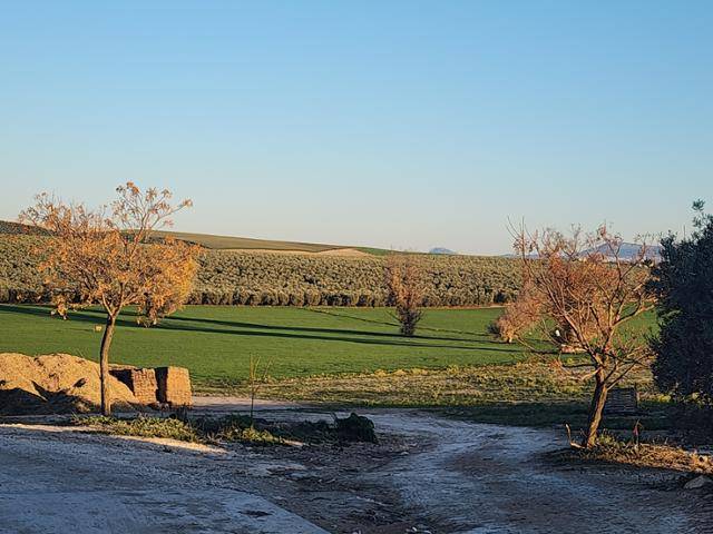 스페인 마리날레다시 주민들이 협동조합을 세워 함께 일하고, 관리하는 '엘 후무소' 농장의 전경. 마리날레다(스페인)=신은별 특파원