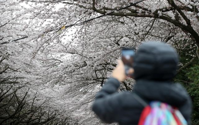 24일 오후 제주 도내 대표적인 벚꽃 명소인 제주대학교 앞 가로수길을 찾은 관광객이 휴대전화 카메라로 사진을 찍고 있다. 제주=뉴시스