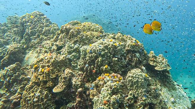 세계적인 스쿠버다이빙 명소인 태국 코타오의 컬러풀한 바닷속. 파랑, 노랑, 주황색을 띠는 '크리스마스트리 웜'은 바위나 산호에 붙어 사는 갯지렁이과 동물이다. 사진은 '화이트 록' 사이트에서 촬영했다. 최승표 기자