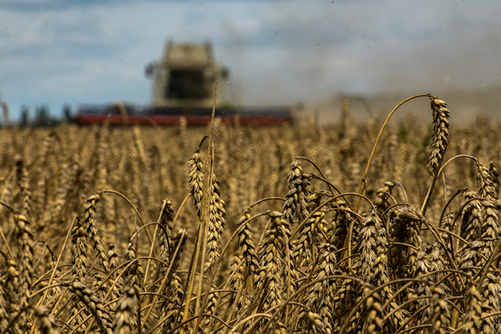 러시아의 침공을 받은 우크라이나에서 지난해 여름 밀을 수확하는 모습. [로이터=연합뉴스]