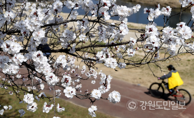 ▲ 26일 벚꽃이 피기 시작한 춘천시 석사천 산책로를 따라 시민들이 라이딩을 즐기고 있다. 김정호