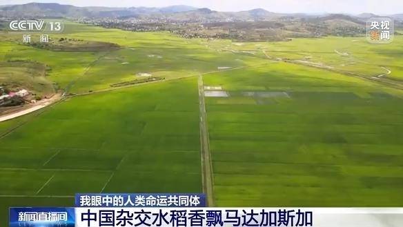 중국 교잡종 벼를 재배하는 마다가스카르 농경지. 중국중앙TV(CCTV) 화면 캡처. 연합뉴스