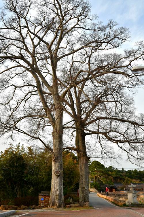 구림마을 산책로 260년 수령 팽나무 두 그루