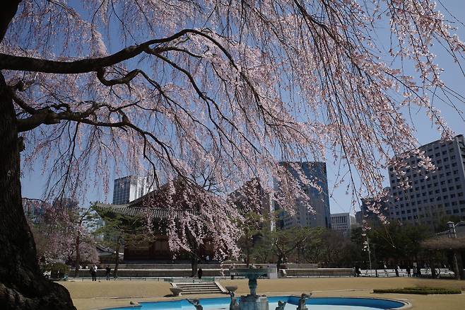 26일 서울 중구 덕수궁 석조전 앞에 벚꽃이 활짝 피어있다. 2023년 3월 26일./ 조인원 기자