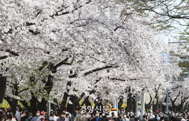 서울 여의도 윤중로 벚꽃길일 일부 열린 지난해 시민들이 꽃길을 걸어가고 있다. 경향신문 자료사진
