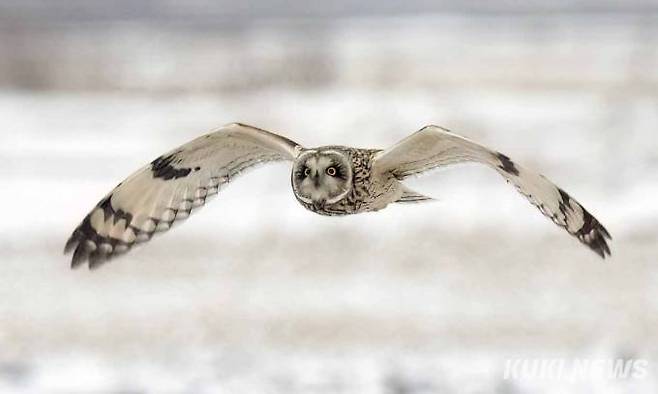 한겨울 눈밭에서 정 박사가 촬영한 긴점박이올빼미