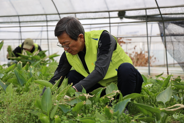 24일 윤해진 NH농협생명 대표가 경기 여주에 있는 화훼농가에서 잡초를 제거하고 있다.
