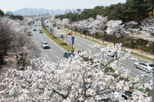 권선로 양쪽으로 벚꽃이 만개한 모습. 수원특례시 제공