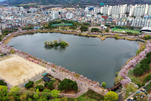 만석거 둘레로 벚꽃이 핀 만석공원. 수원특례시 제공