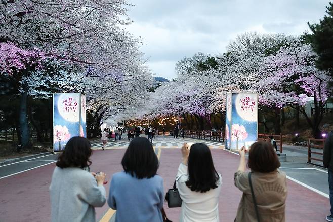 코로나19 이전의 렛츠런파크 서울 벚꽃 축제 모습.  [한국마사회 제공. 재판매 및 DB 금지]