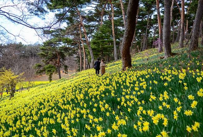 300년된 고즈넉한 한옥 뒤 언덕에 노랑 수선화가 피어 운치를 더하고 있다.