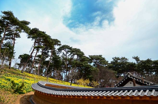 고택과 어우러진 노랑 수선화