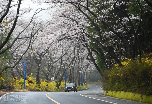 장복산조각공원에서 마진터널까지 1.5km 도로에 아름드리 벚나무가 터널을 이루고 있다.