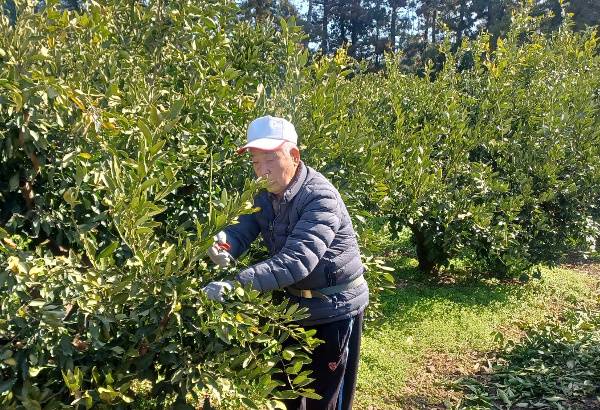 원응두 원로장로는 사업에 실패한 후 과수원을 시작해 지금까지 귤 농원을 경영하고 있다.