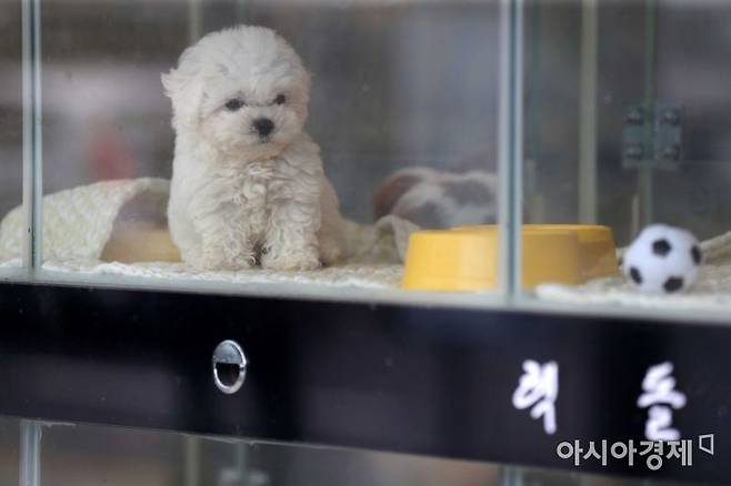 서울 시내 한 반려동물가게(펫샵) 유리 칸막이 속 강아지가 더위에 힘겨워하고 있다. /문호남 기자 munonam@