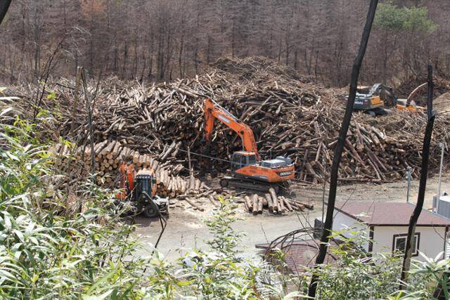 16일 방문한 경북 울진의 산불피해목 긴급벌채 집하장. 벌채된 나무가 산더미같이 쌓여 있다. 눈대중으로 봐도 절반 이상이 지름 12cm를 넘어 보이지만, 울진군은 이 중 15%만 지름 12cm를 넘는 '원목'에 해당한다고 봤다. 울진=김현종 기자