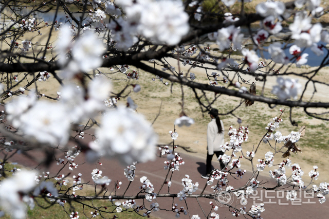 ▲ 이른 개화를 시작한 벚꽃이  춘천 석사천 산책로에 만개해 있다. 강원도민일보 자료 사진