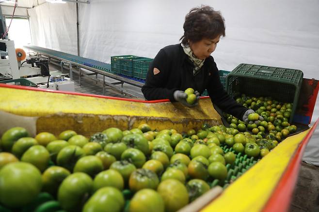 지난달 24일 부산 강서구 대저동에 있는 한 농가에서 제철을 맞은 ‘대저 짭짤이 토마토’를 수확해 선별 작업을 벌이고 있다. [출처=연합뉴스]