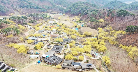 특집]노란봄빛 물든 봉화 띠띠미 산골마을…수령 100년 산수유 꽃 물결 넘실