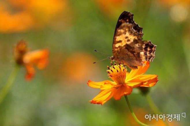 아침, 저녁으로 선선한 날씨가 이어지고 있다. 19일 오후 서울 양천구 안양천에 핀 황화코스모스에 나비가 앉아 있다. /문호남 기자 munonam@