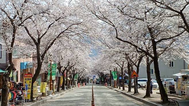 올 봄도 전북도립미술관과 모악산 등산로로 이어지는 도로변에 벚꽃이 흐드러지게 꽃을 피워냈다. 