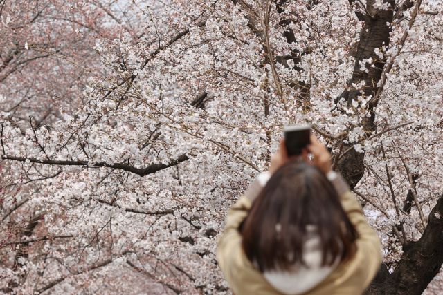 지난 28일 서울 여의도 윤중로 벚꽃길에서 한 시민이 벚꽃을 촬영하고 있다. 연합뉴스