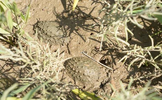 두꺼비 갯민달팽이. (사진=해양수산부 제공)  *재판매 및 DB 금지