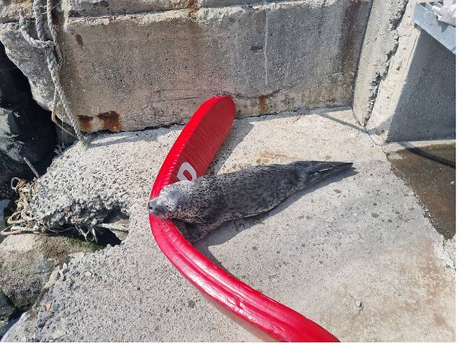 육상으로 올라온 물범. 속초해양경찰서 제공