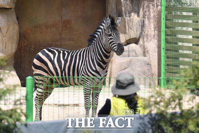 최근 동물원 탈출 소동을 벌인 얼룩말 세로가 1일 서울 광진구 어린이대공원 동물원 초식동물마을 내 방사장을 거닐고 있다. /이새롬 기자