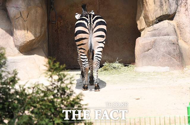 건초를 먹고 있는 세로.