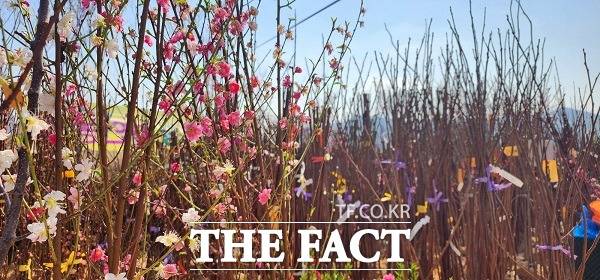 묘목 모습. /옥천=이주현 기자.