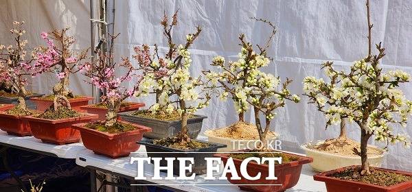 전시된 분재. /옥천=이주현 기자.