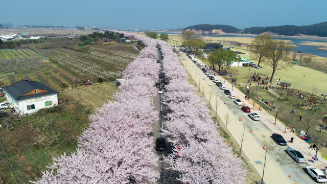 ▲ 양양 남대천 주변 제방도로에 만개한 벚꽃이 1일 장관을 이루고 있다.양양군제공