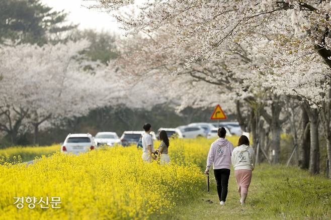 1일 제주도 서귀포시 녹산로에서 상춘객들이 봄을 만끽하고 있다. 문재원 기자