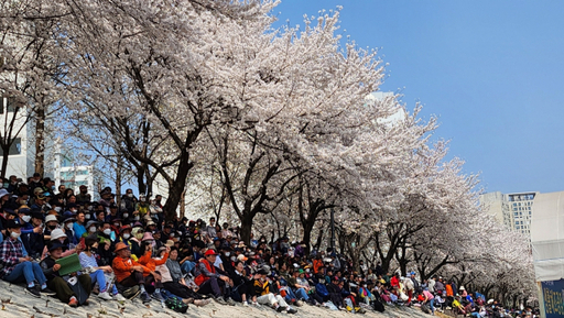 걷기를 마친 시민들이 벚꽃그늘아래 앉아 경품추첨을 기다리고 있다. 김동일기자 