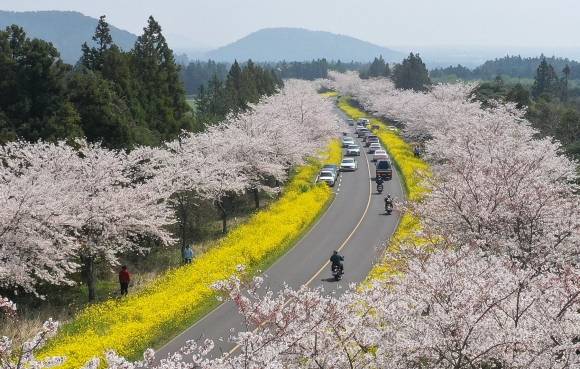 ‘서귀포 녹산로의 봄’ - 포근한 날씨를 보이는 29일 오후 제주 서귀포시 표선면 녹산로에 벚꽃과 유채꽃이 활짝 펴 봄 정취를 풍기고 있다. 2023.03.29. 뉴시스