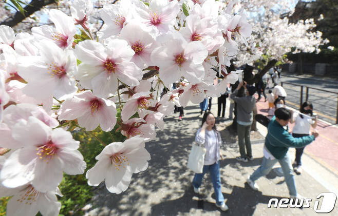 2일 오후 서울 영등포구 여의도 윤중로를 찾은 시민들이 벚꽃길을 걸으며 봄을 만끽하고 있다. 오는 4일부터 9일까지 윤중로에서 4년만에 사회적 거리두기 없이 열리는 ‘영등포 여의도 봄꽃축제’로 1일 오전 10시부터 10일 정오까지 국회 둔치주차장인근 1.7km 구간 국회 뒤편 여의서로의 차량 통행이 24시간 전면 통제된다. 2023.4.2/뉴스1 ⓒ News1 임세영 기자