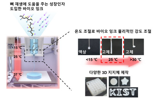 KIST가 개발한 온도감응형 하이드로겔 기반의 바이오 잉크 



KIST 제공