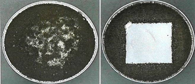 한국원자력연구원 박종석 박사팀이 자체 개발한 항균성 라돈 차단제는 흑곰팡이까지 퍼지는 것을 막는다. 라돈 차단제를 바른 부위(오른쪽)에는 곰팡이가 퍼지지 않고 있다. 원자력연구원 제공