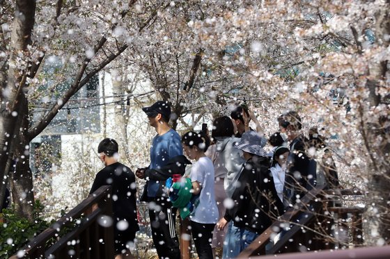 2일 서울 강남구 양재천에서 시민들이 벚꽃길을 걸으며 봄을 만끽하고 있다. 뉴스1