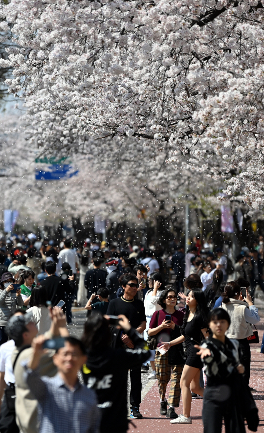 2일 오전 서울 여의도 윤중로를 찾은 시민들이 벚꽃 나들이를 즐기고 있다.박윤슬 기자