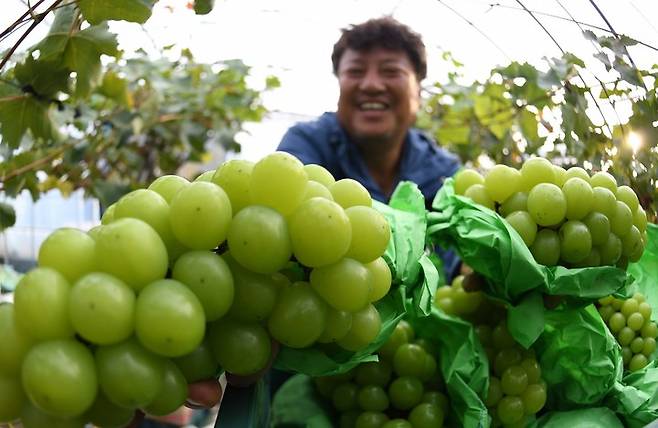[서울=뉴시스] 경남 거창군 웅양면 소예지농원에서 농민이 수확 후 저온저장고에서 보관한 아삭한 식감의 샤인머스켓 포도를 겨울철 택배 판매를 위해 포장 작업을 하고 있다. (사진=거창군 제공) 2021.11.09. photo@newsis.com *재판매 및 DB 금지