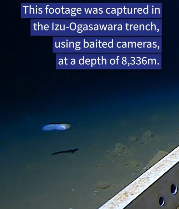 웨스턴오스트레일리아대 유튜브 캡처.